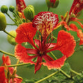 Flamboyant rouge (Delonix regia)