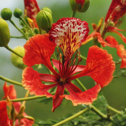Flamboyant rouge (Delonix regia)