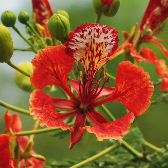 Flamboyant rouge — Graines ou plant