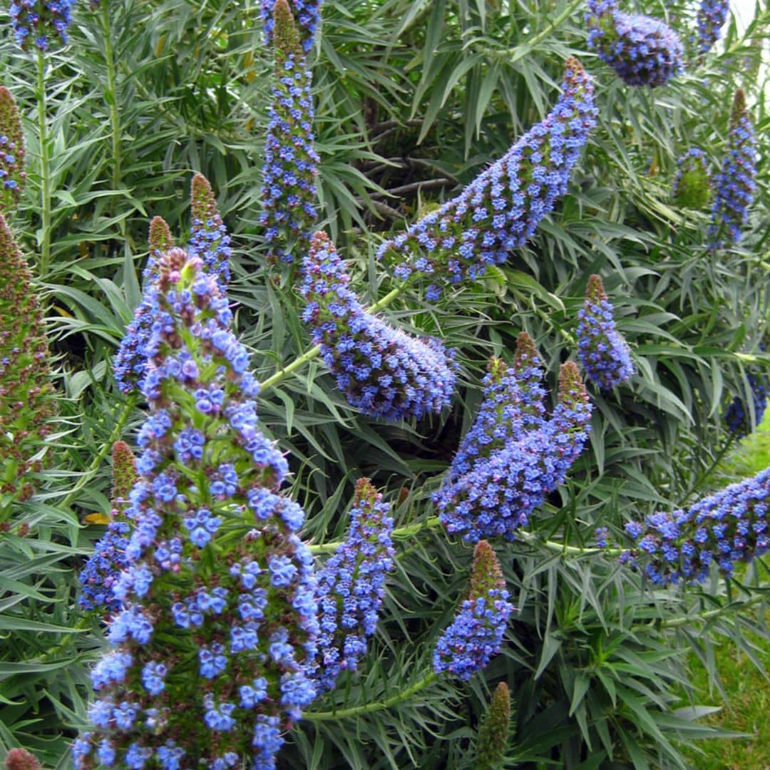 PLANT Echium candicans Vipérine de Madère Monde Végétal boutique de plantes rares et insolites