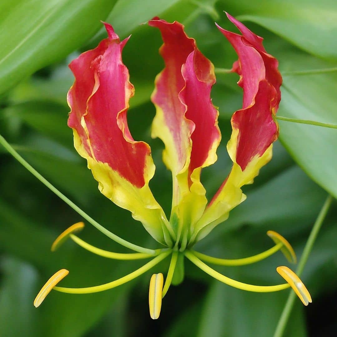 PLANT Gloriosa superba Lis de Malabar en pot monde végétal