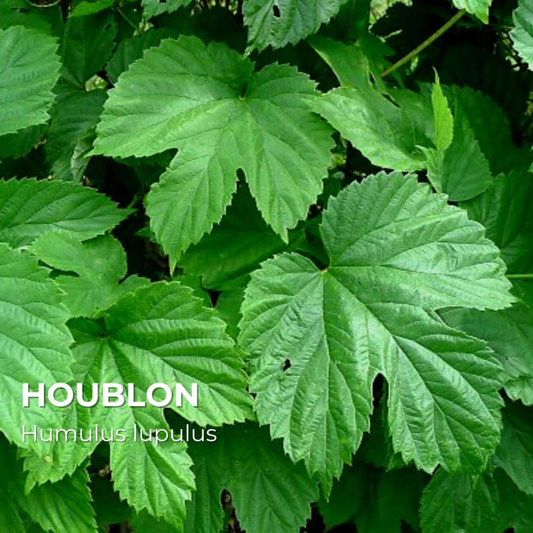 PLANT - Houblon (Humulus lupulus)