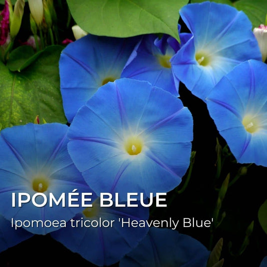 PLANT - Ipomée Bleue (Ipomoea tricolor 'Heavenly Blue')