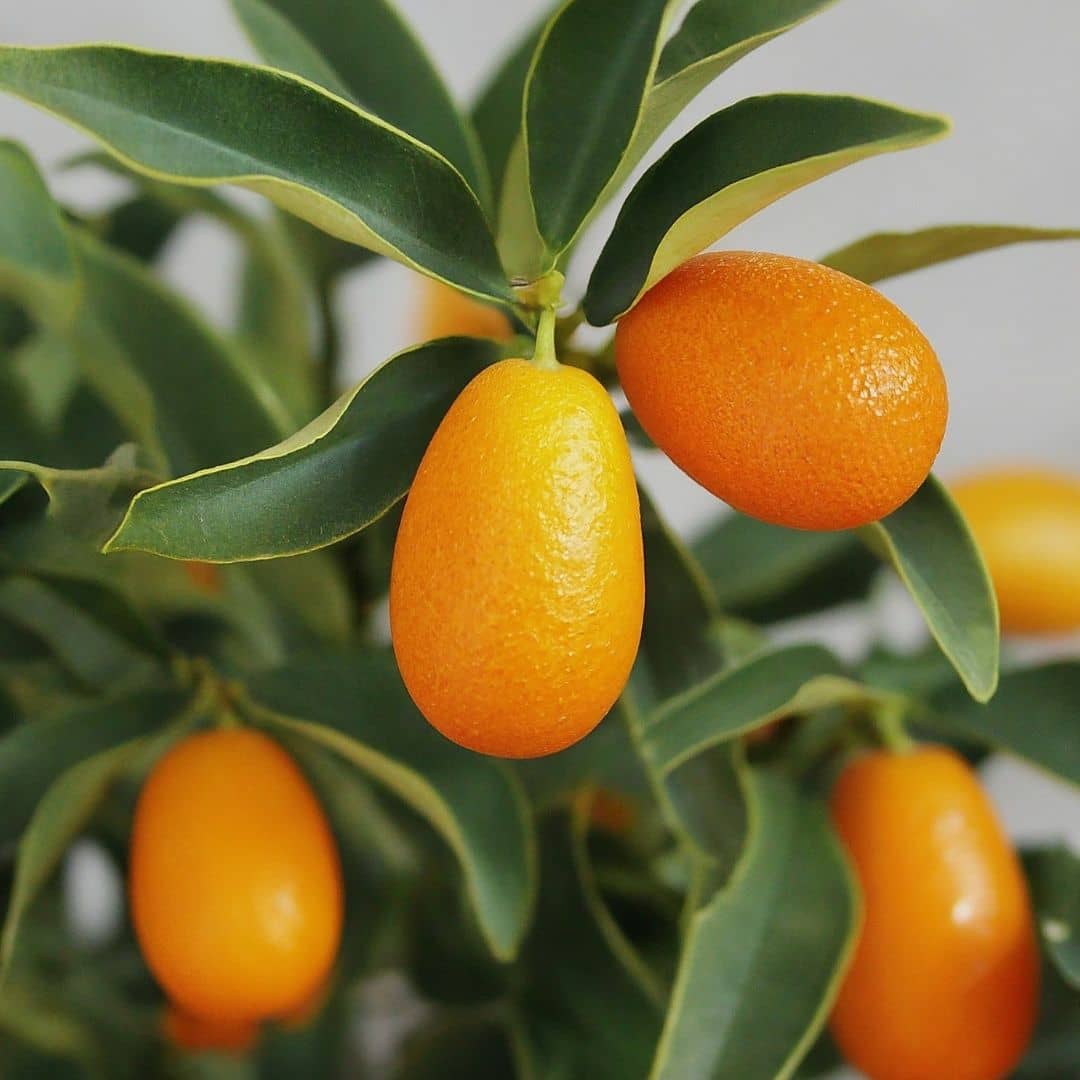 PLANT Kumquat Fortunella marginata plants d'agrumes en pot Monde Végétal