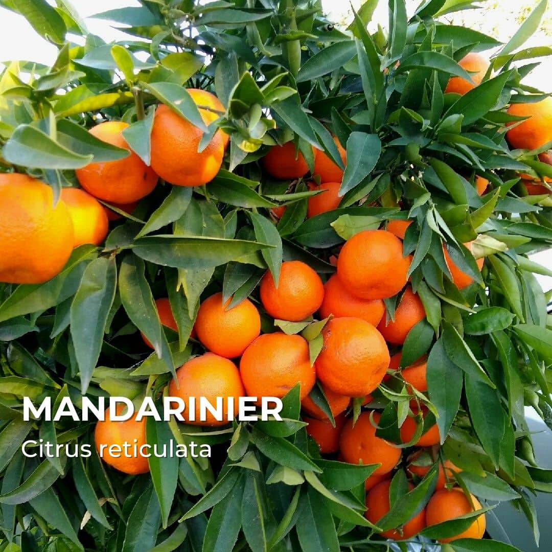 PLANT - Mandarinier (Citrus reticulata) - agrumes