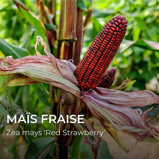 PLANT - Maïs Fraise (Zea mays 'Red Strawberry')