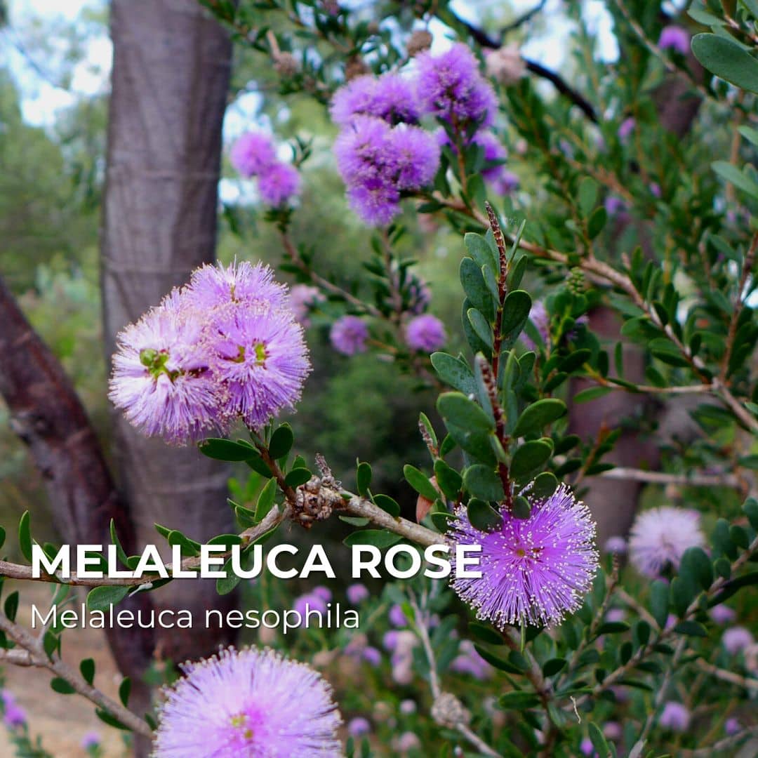 PLANT - Melaleuca Rose (Melaleuca nesophila)