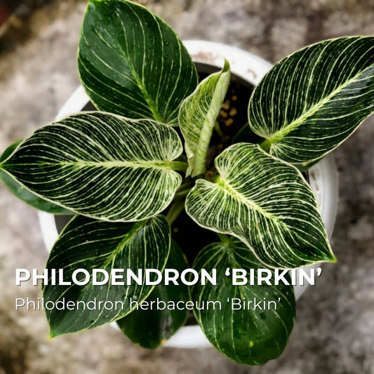 PLANT - Philodendron 'Birkin' (Philodendron hederaceum)