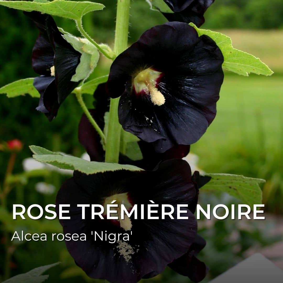 PLANT - Rose Trémière Noire (Alcea rosea 'Nigra')