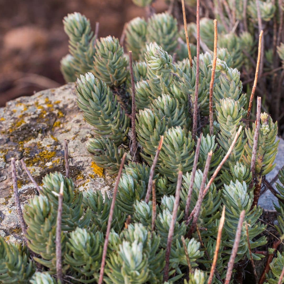 Orpin réfléchi — Plant