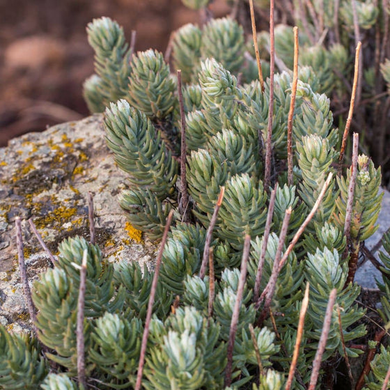 Orpin réfléchi (Sedum reflexum)