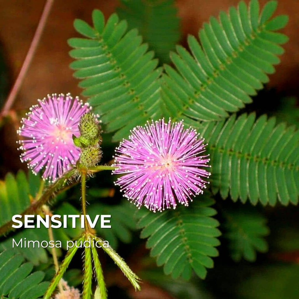 PLANT - Sensitive (Mimosa pudica)
