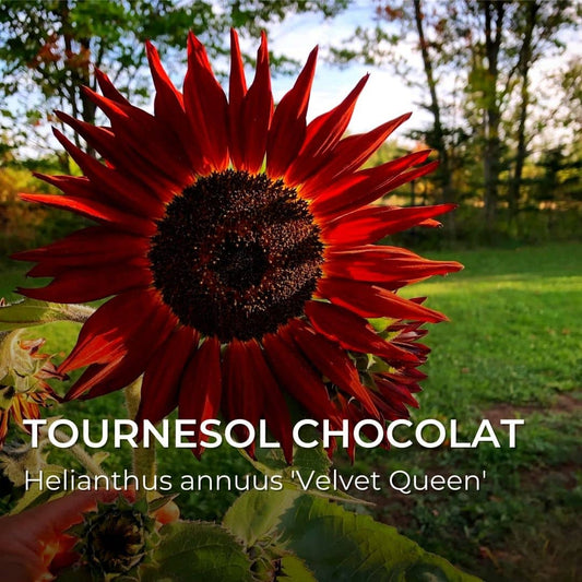 PLANT - Tournesol Chocolat Helianthus annuus 'Velvet Queen'