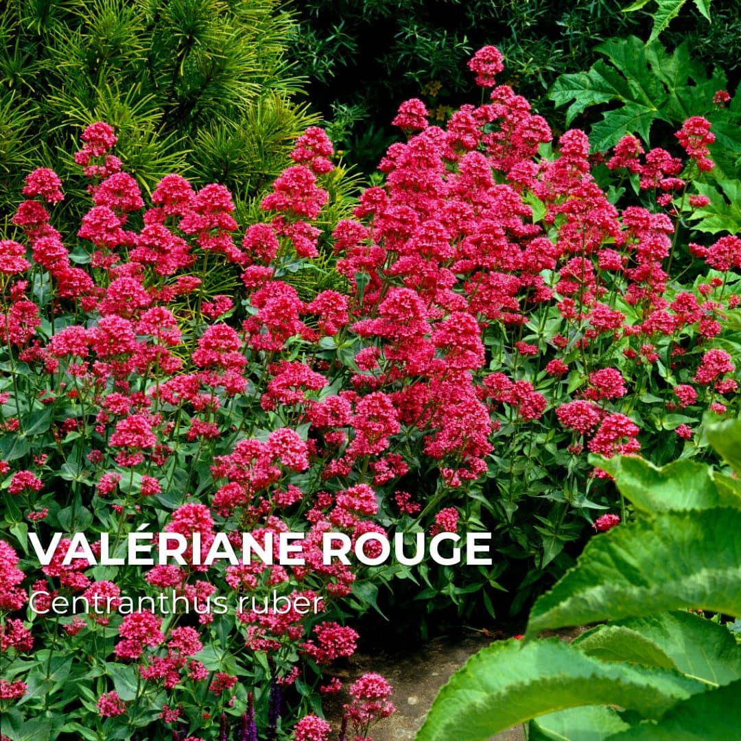 PLANT - Valériane Rouge (Centranthus ruber) - Monde Végétal