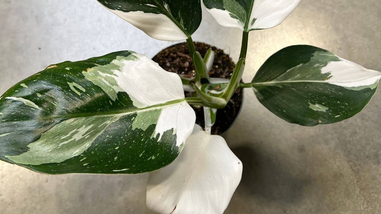 PLANT - Philodendron 'White Princess' (Philodendron erubescens)