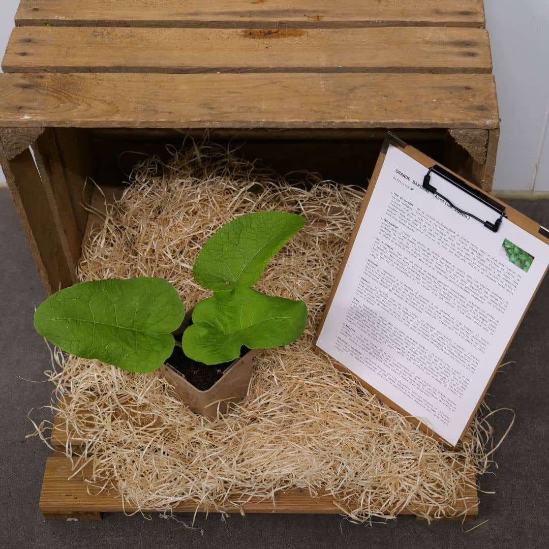 PLANT Arctium lappa Grande Bardane à cultiver monde vegetal avec tous les conseils de culture