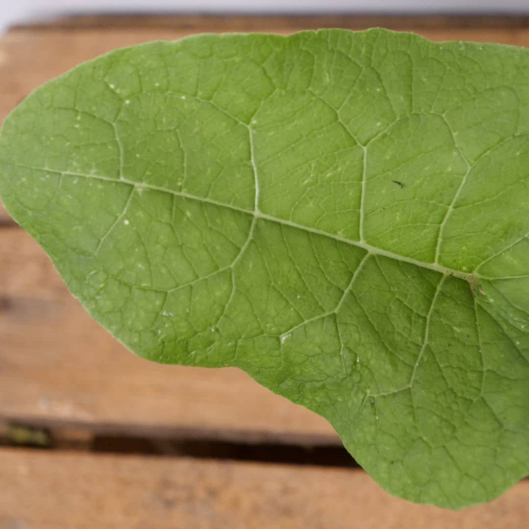 PLANT Arctium lappa Grande Bardane à cultiver monde vegetal zoom sur le feuillage 