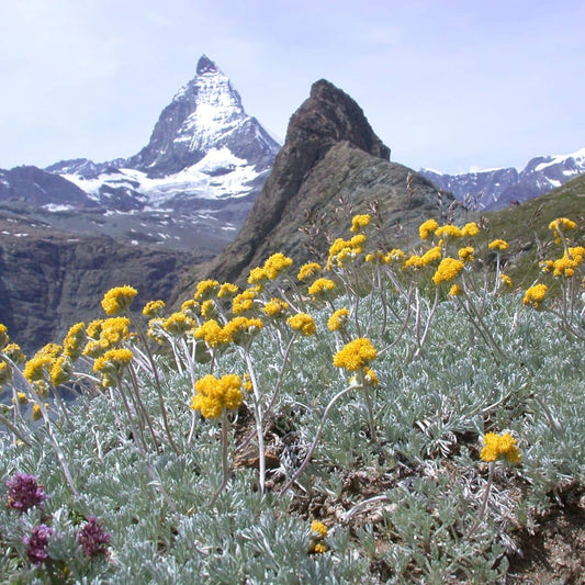 PLANT Artemisia glacialis genepi des glaciers monde vegetal