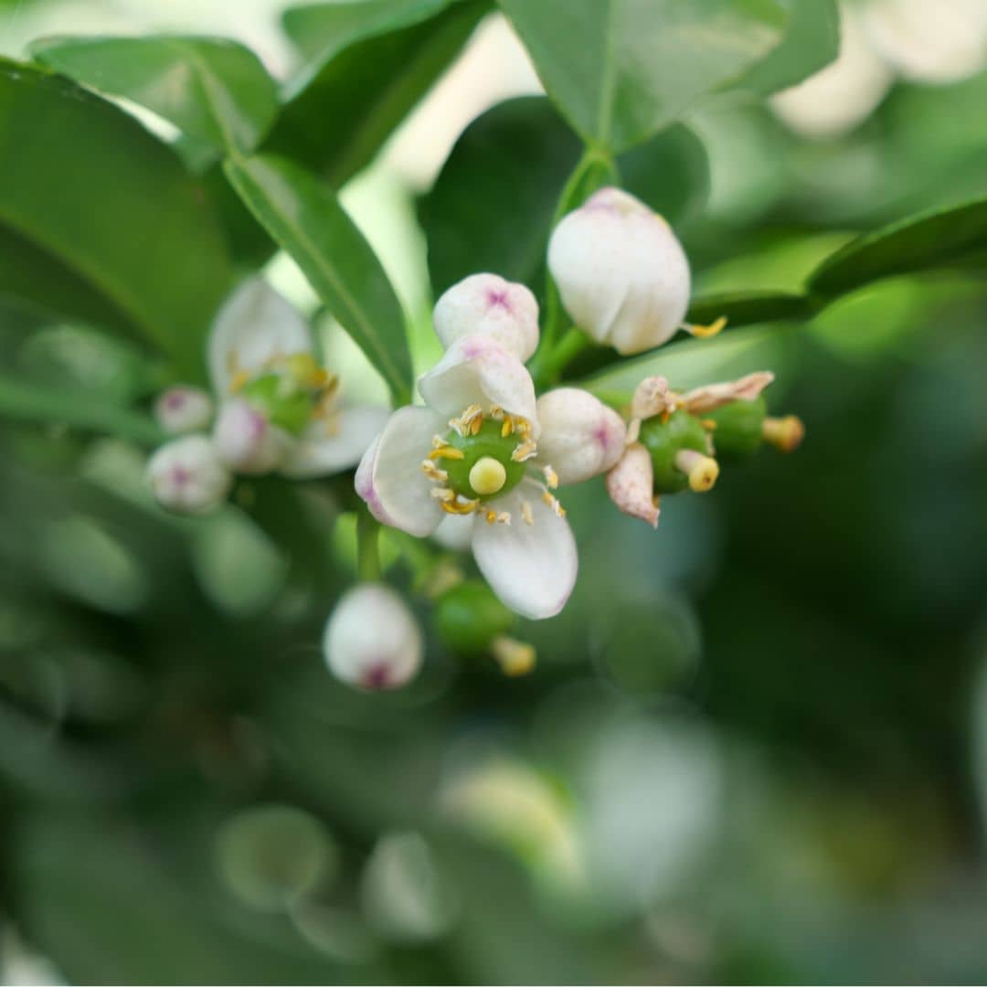 PLANT COMBAVA Citrus hystrix agrumes rares monde vegetal
