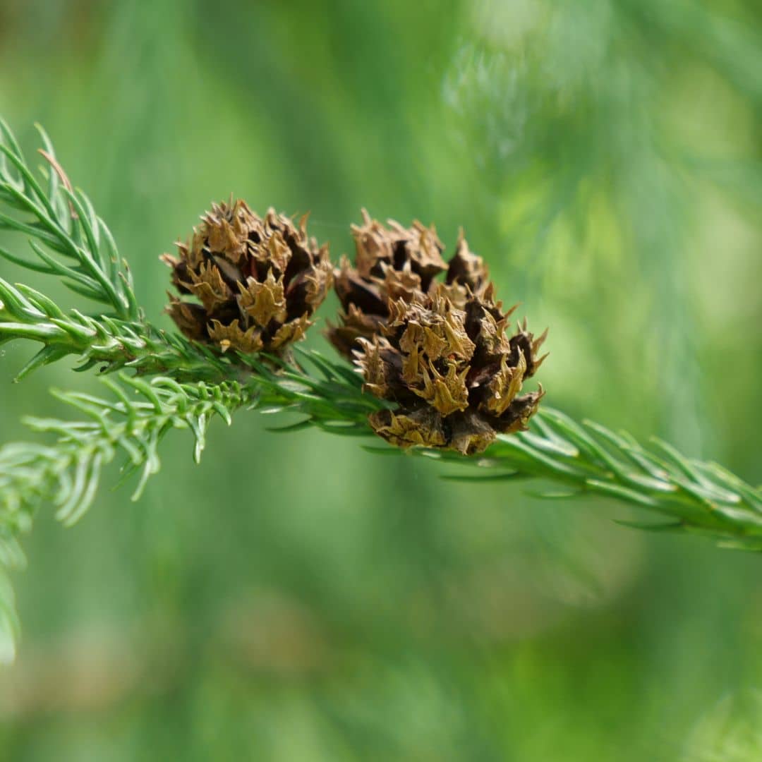 PLANT Cedre du Japon Cryptomeria japonica monde vegetal plantes a cultiver