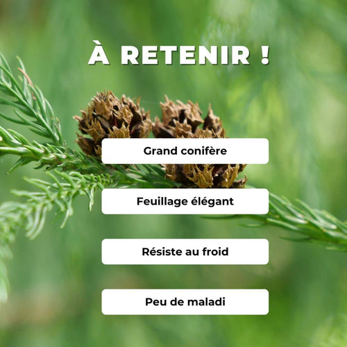 PLANT Cèdre du Japon Cryptomeria japonica monde vegetal plantes à cultiver comment le planter