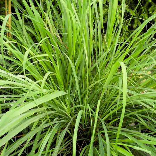 PLANT Citronnelle Cymbopogon citratus