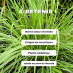 PLANT Citronnelle Cymbopogon citratus comment planter et cultiver