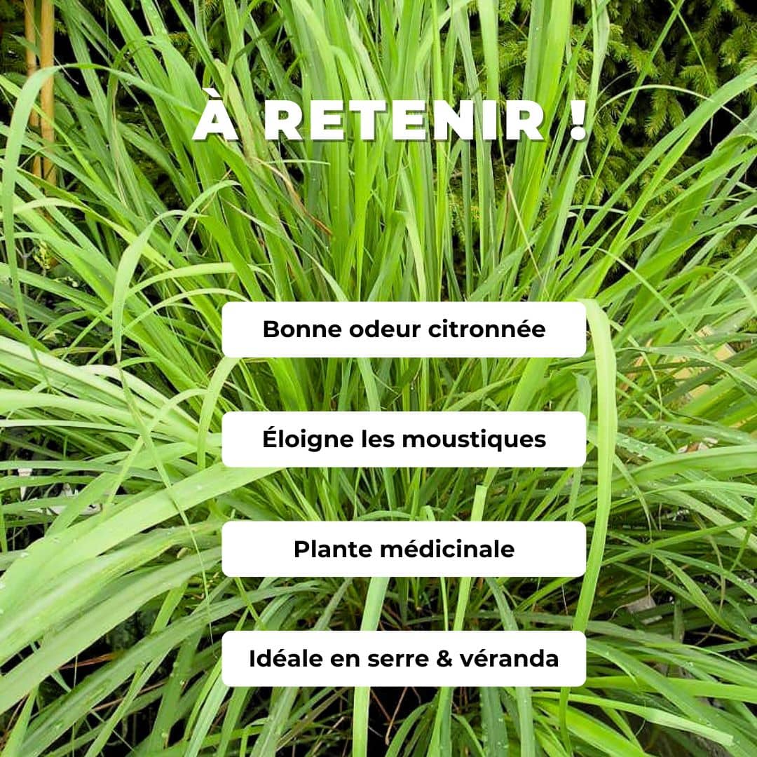 PLANT Citronnelle Cymbopogon citratus comment planter et cultiver