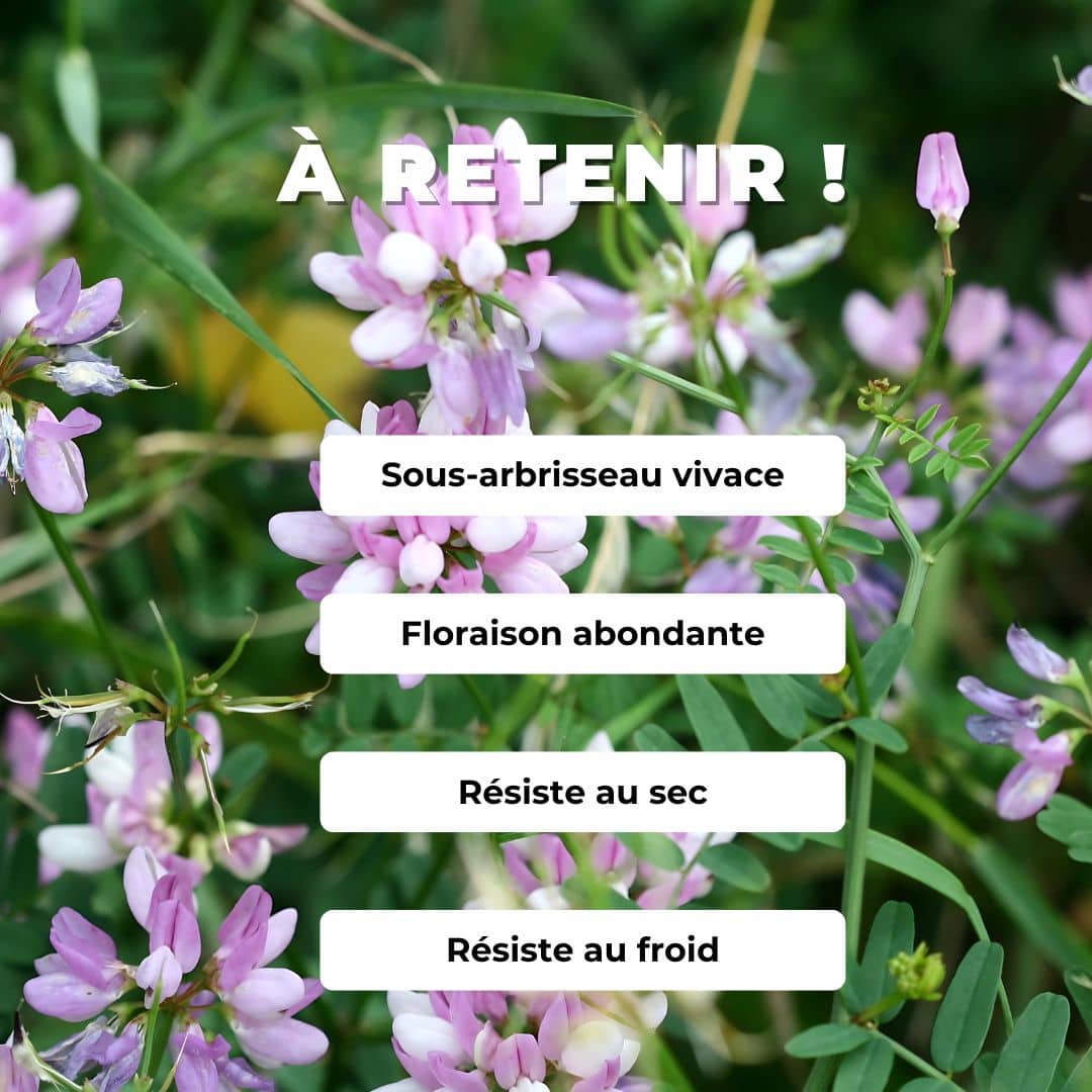 PLANT Coronille Bigarée Securgera varia comment planter et cultiver