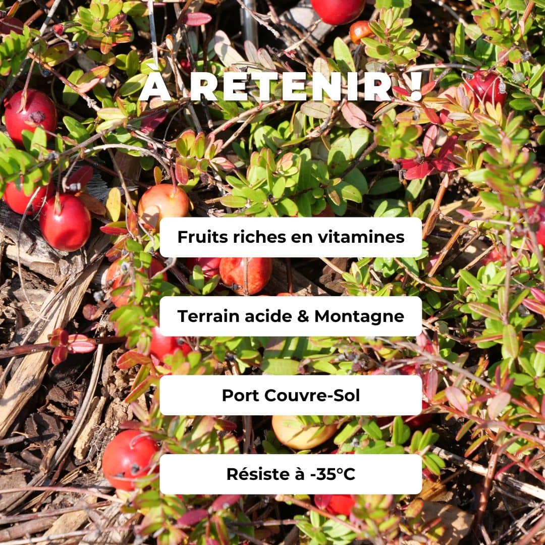 PLANT Cranberry à gros fruits Vaccinium macrocarpon cranberry à cultiver avec monde vegetal comment le planter