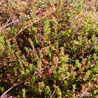 PLANT Cranberry à gros fruits Vaccinium macrocarpon fruitier comestible comment planter et cultiver cet arbrisseau