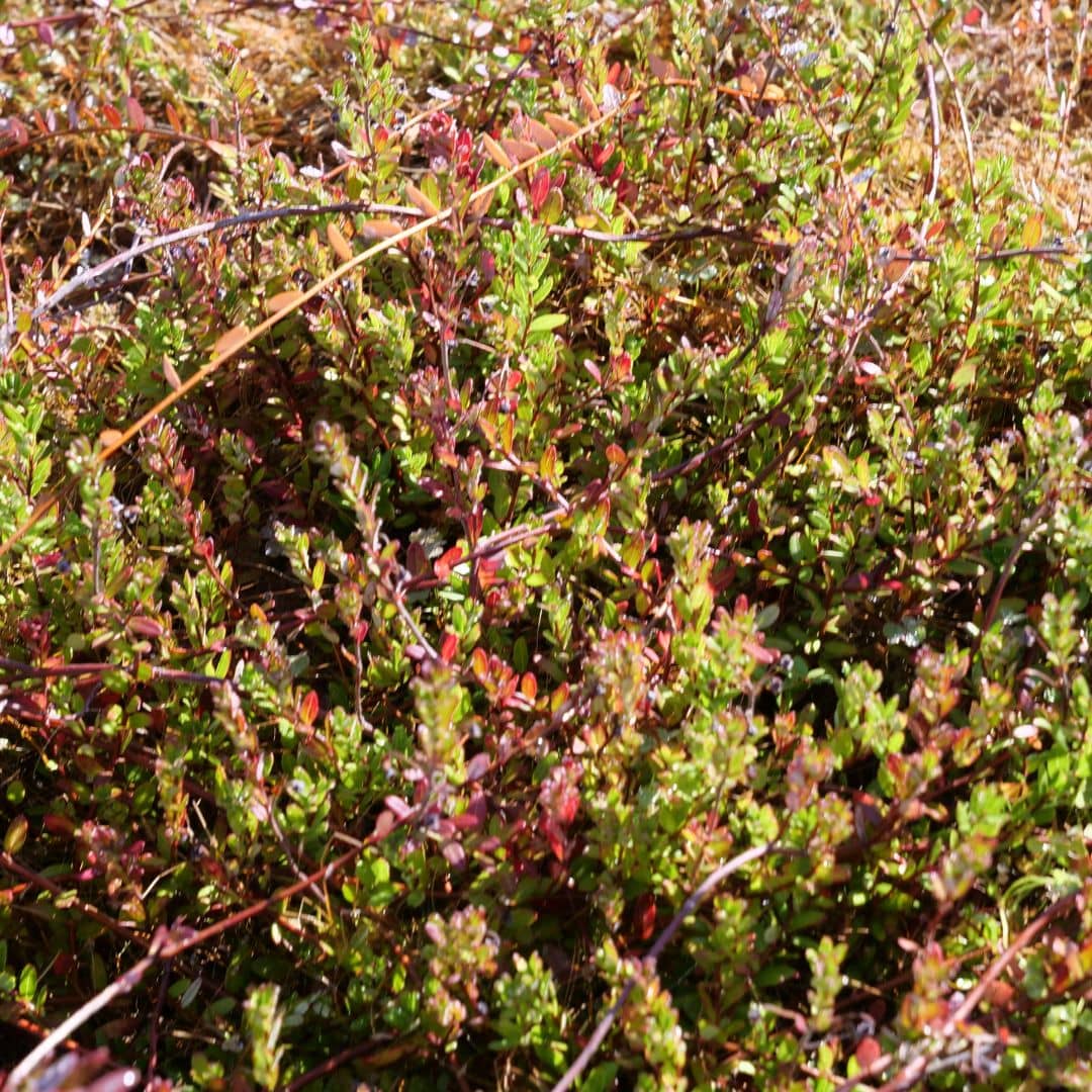 PLANT Cranberry à gros fruits Vaccinium macrocarpon fruitier comestible comment planter et cultiver cet arbrisseau