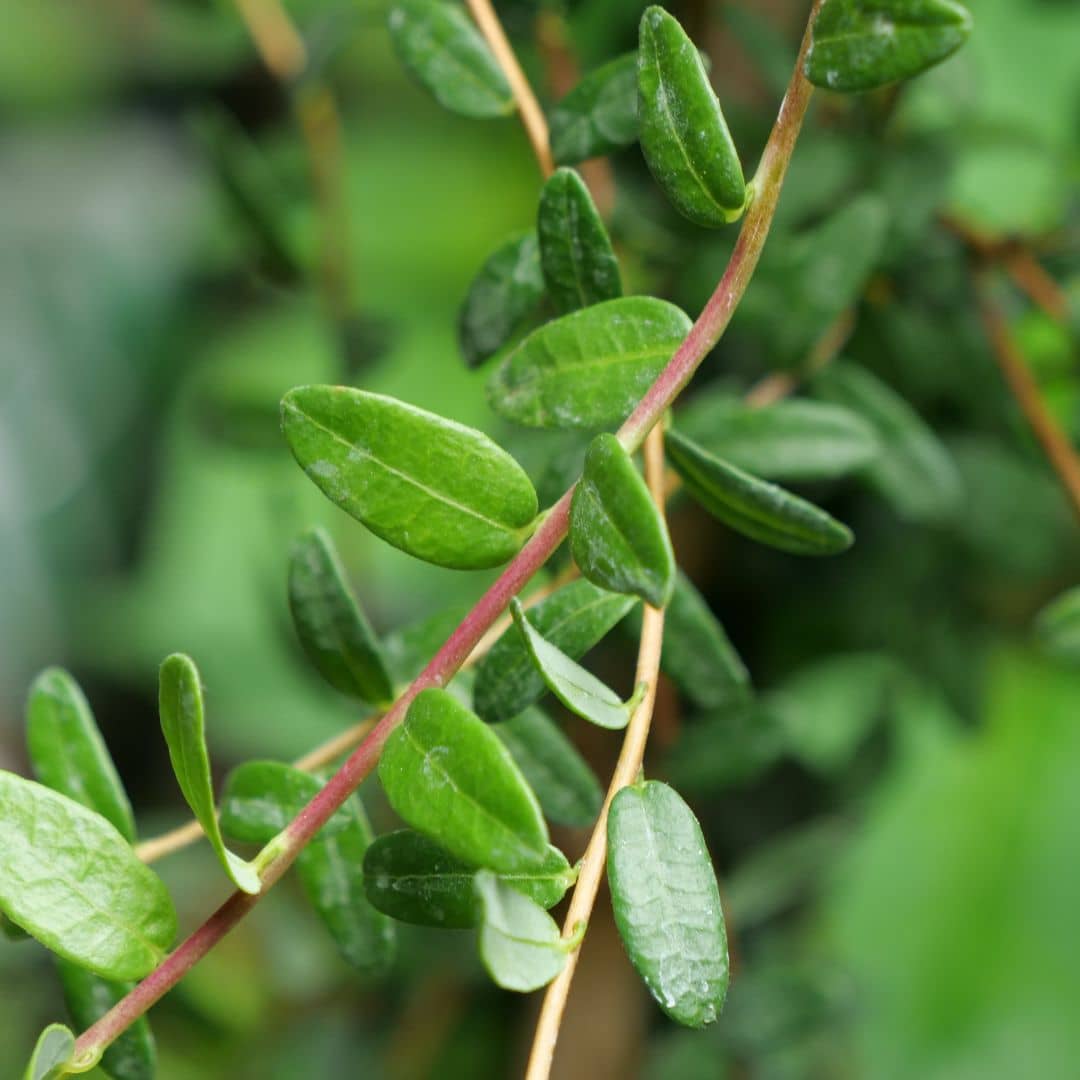 PLANT Cranberry à gros fruits Vaccinium macrocarpon fruitier comestible rare pour la montagne monde vegetal
