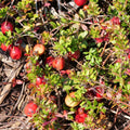 PLANT Cranberry à gros fruits Vaccinium macrocarpon cranberry à cultiver avec monde vegetal