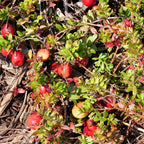 PLANT Cranberry à gros fruits Vaccinium macrocarpon cranberry à cultiver avec monde vegetal