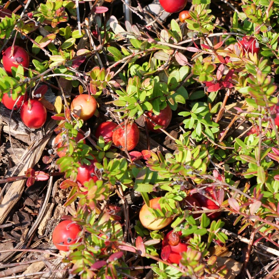 PLANT - Cranberry à gros fruits (Vaccinium macrocarpon)