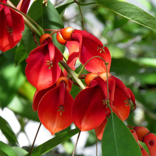 PLANT Erythrina crista galli arbre corail rustique erytrhina crête de coq  Bucaré arbres rares monde vegetal