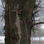 PLANT Févier d'Amérique Gleditsia triacanthos arbre épineux rustique facile à cultiver