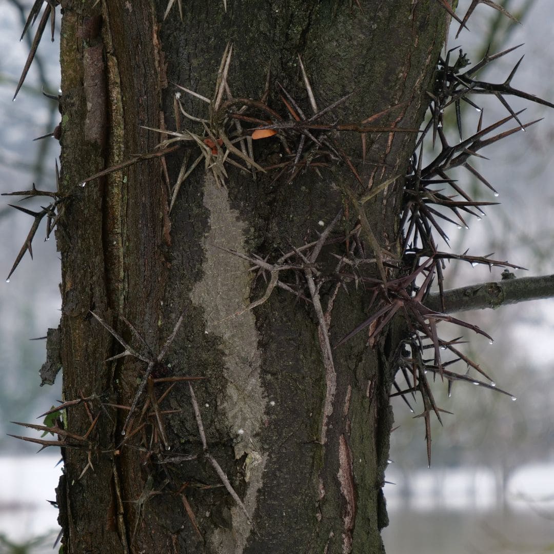 PLANT Févier d'Amérique Gleditsia triacanthos arbre épineux rustique facile à cultiver