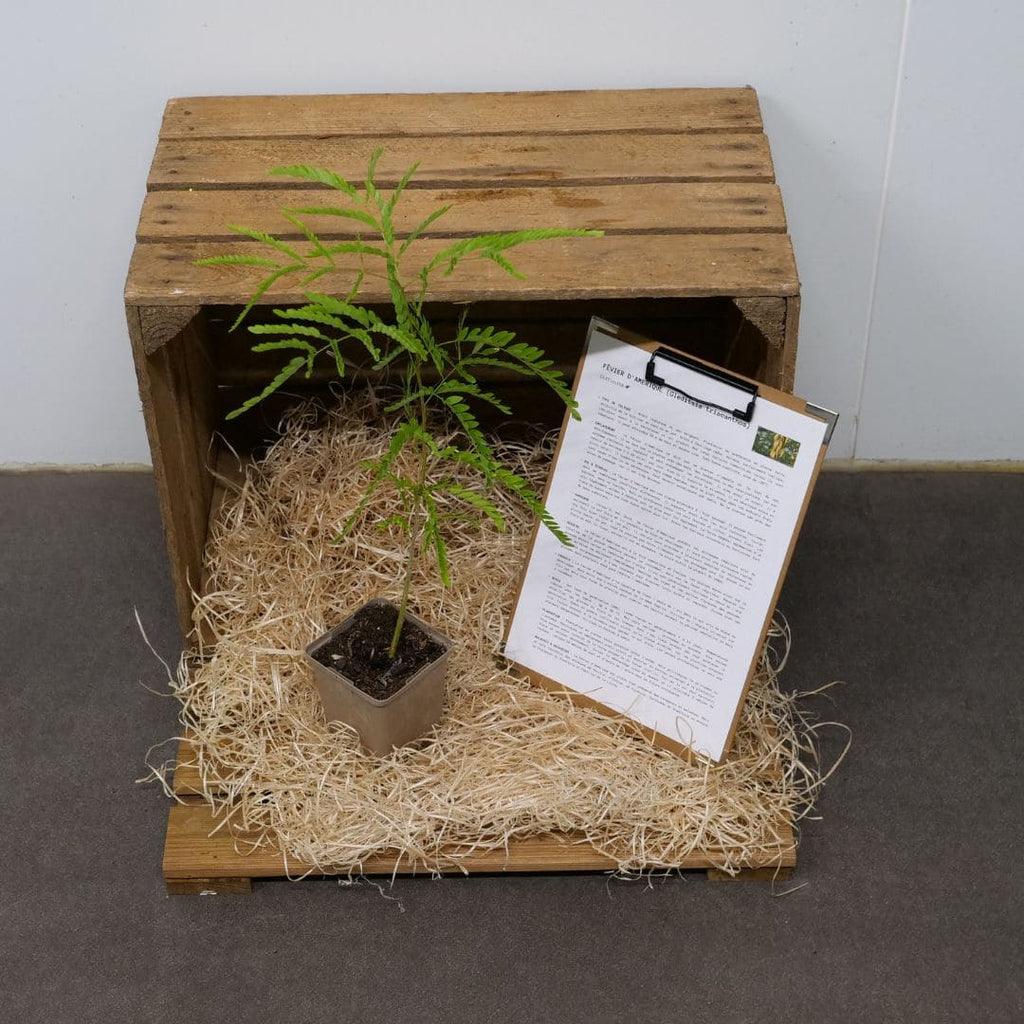 PLANT Févier d'Amérique Gleditsia triacanthos + conseils de culture monde vegetal