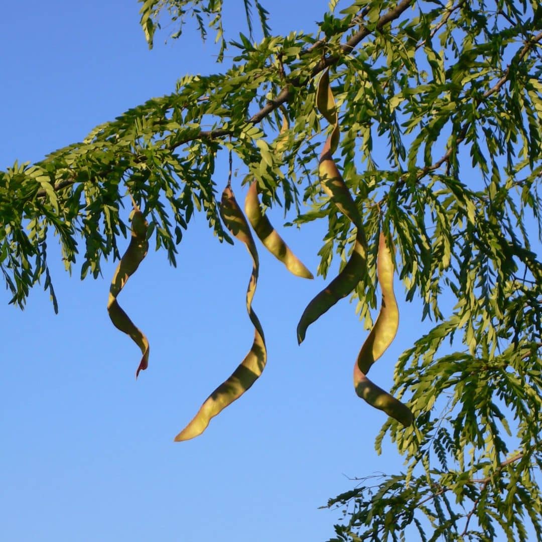 PLANT  Févier d'amérique Gleditsia triacanthos