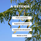 PLANT  Févier d'amérique Gleditsia triacanthos comment planter et cultiver
