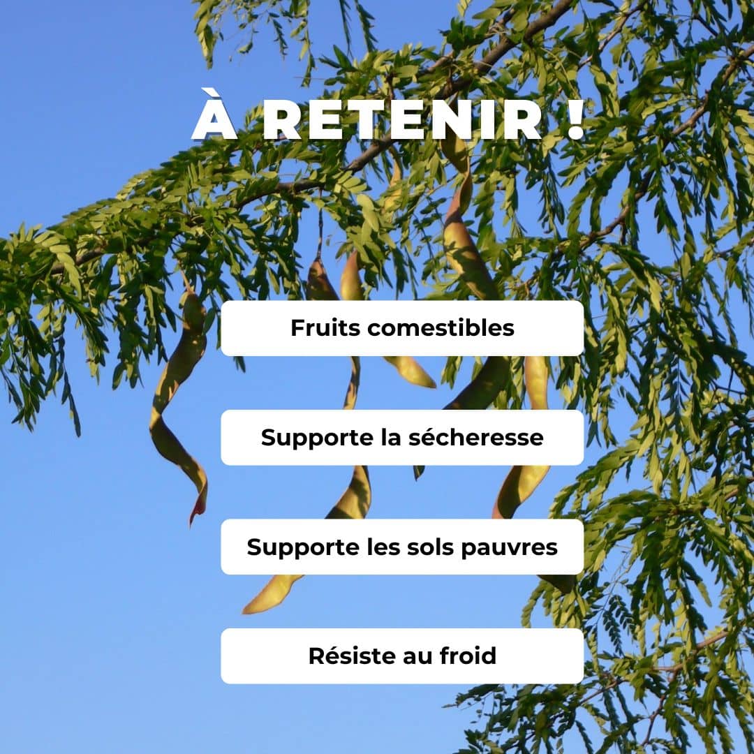 PLANT  Févier d'amérique Gleditsia triacanthos comment planter et cultiver