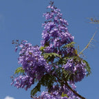BABY PLANT - Flamboyant Bleu Jacaranda mimosifolia
