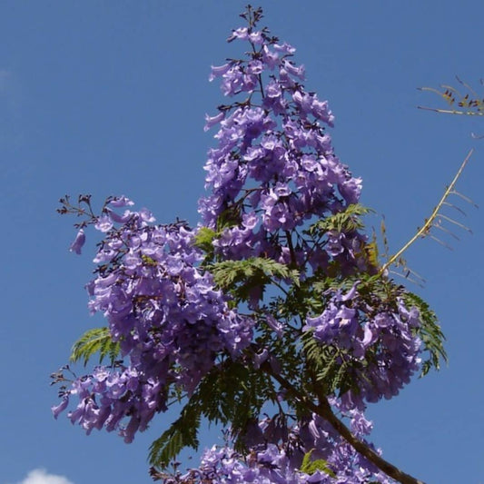 BABY PLANT - Flamboyant Bleu Jacaranda mimosifolia