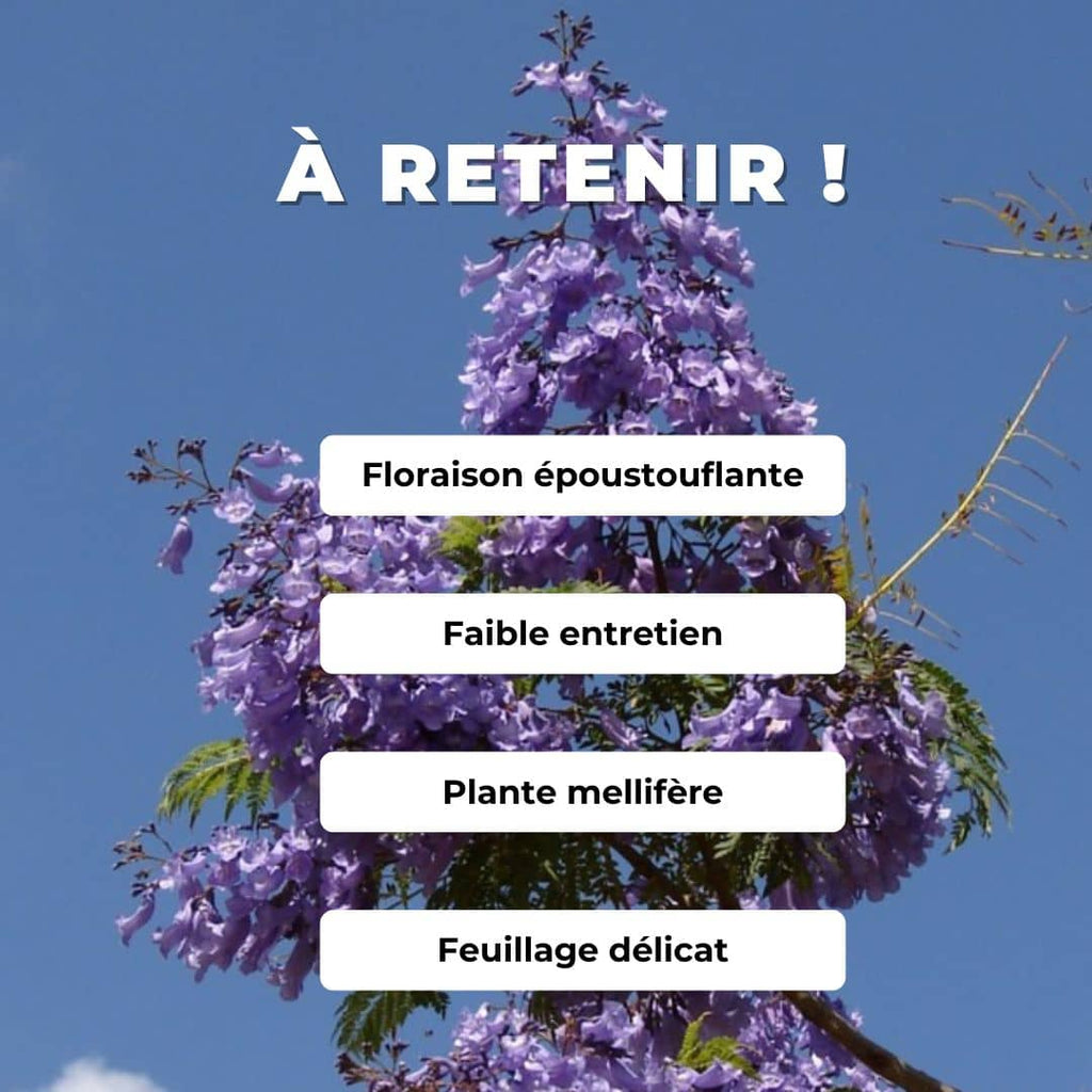 PLANT Flamboyant Bleu Jacaranda mimosifolia comment planter et cultiver