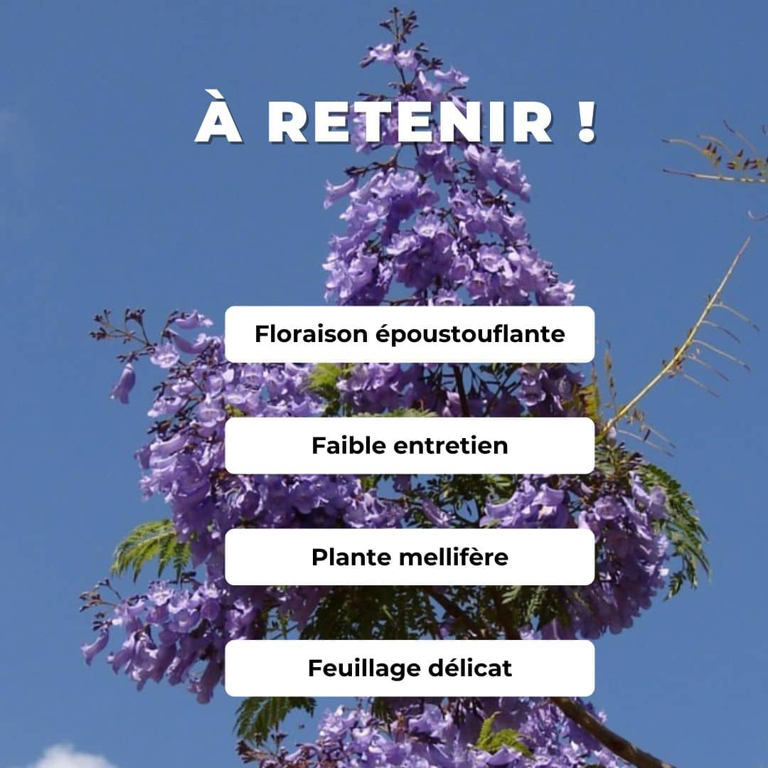 PLANT Flamboyant Bleu Jacaranda mimosifolia comment planter et cultiver