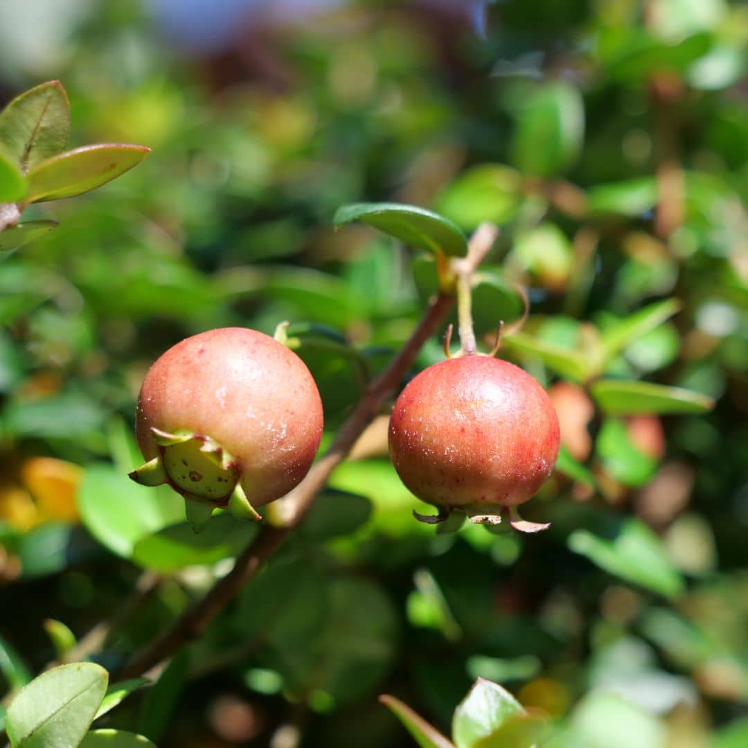 PLANT Goyavier du chili ugni molinae murtilla murta fraise des bois du chili monde vgetal