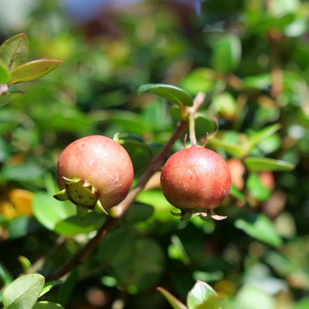 PLANT Goyavier du chili ugni molinae murtilla murta fraise des bois du chili monde vgetal