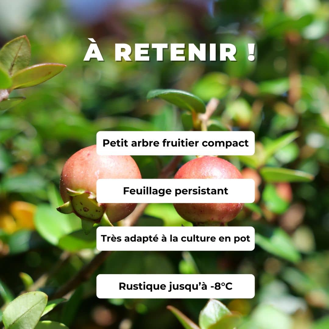 PLANT Goyavier du chili ugni molinae murtilla murta fraise des bois du chili monde vgetal comment planter et cultiver